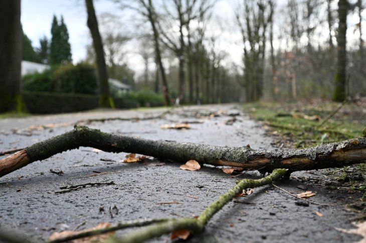 Verscheidene takken op de rijbaan.