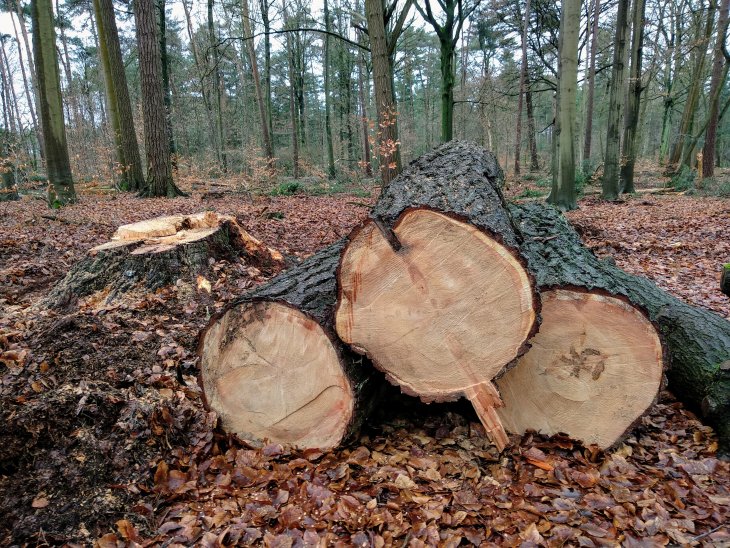 Bomenkap in domein De Inslag.