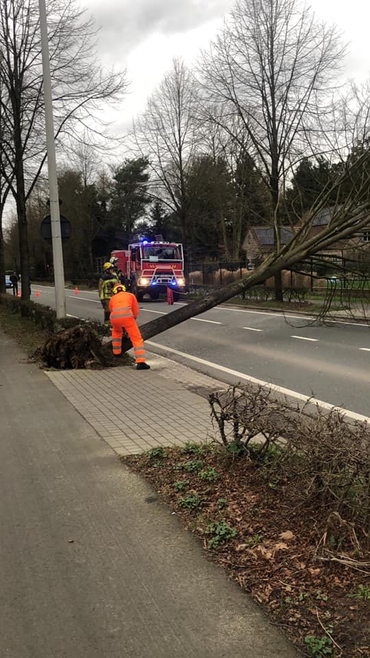 Omgewaaide boom Sint-Jobsesteenweg.