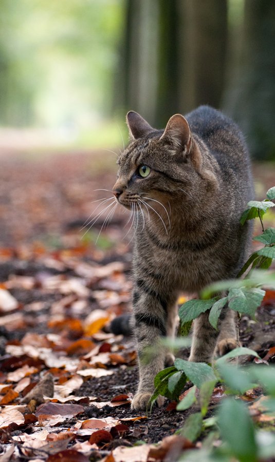 Herfst in Maria-ter-Heide 2019 (7)