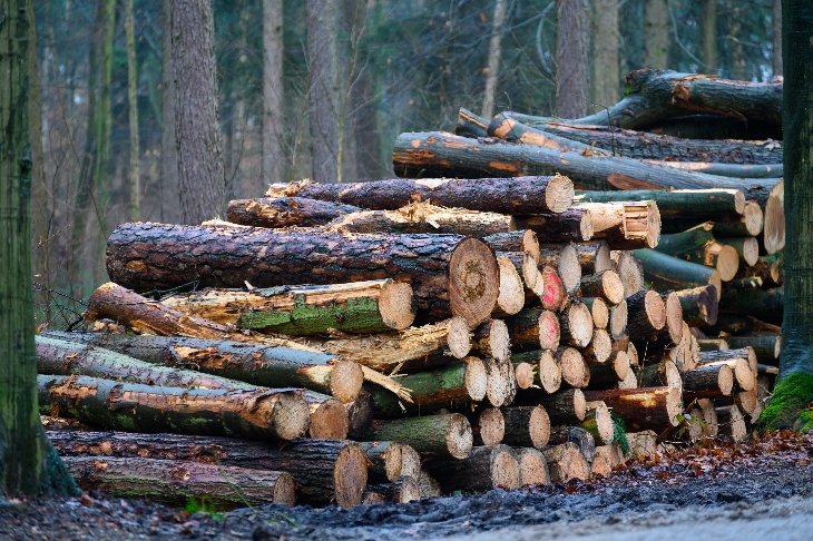 Gekapte bomen in domein De Inslag.