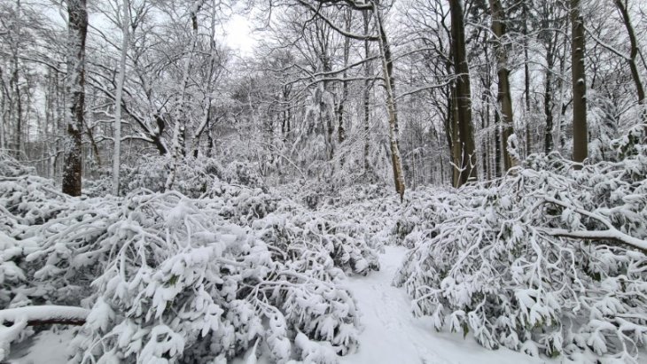 Sneeuw in Maria-ter-Heide.