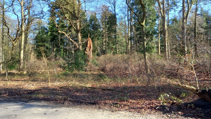 Stormschade Eunice (Park De Mik)