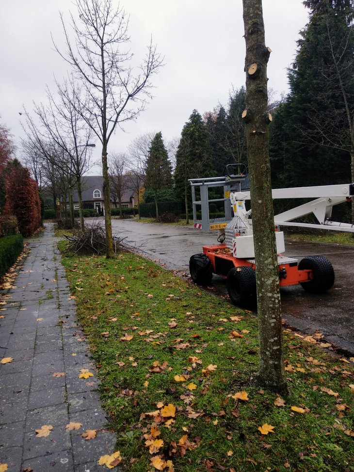 [2022-12-05] Bomen snoeien in de Bevrijdingslei