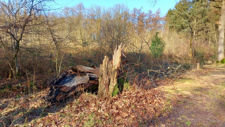 Stormschade Eunice (Kerkedreef - Hofgracht)