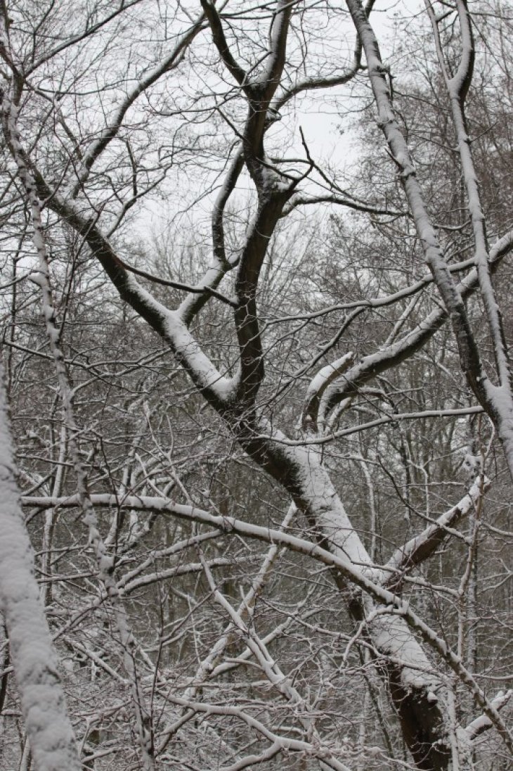 Sneeuw in Maria-ter-Heide.