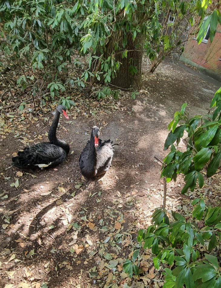 Het koppel zwarte zwanen in park De Mik.