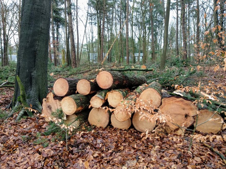 Bomenkap in domein De Inslag.