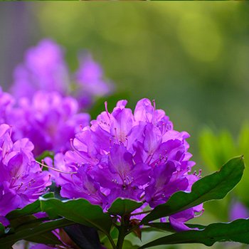 Rodondendron in De Inslag