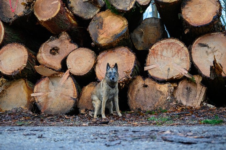 Een hondje in domein De Inslag voor de gekapte boomstammen.