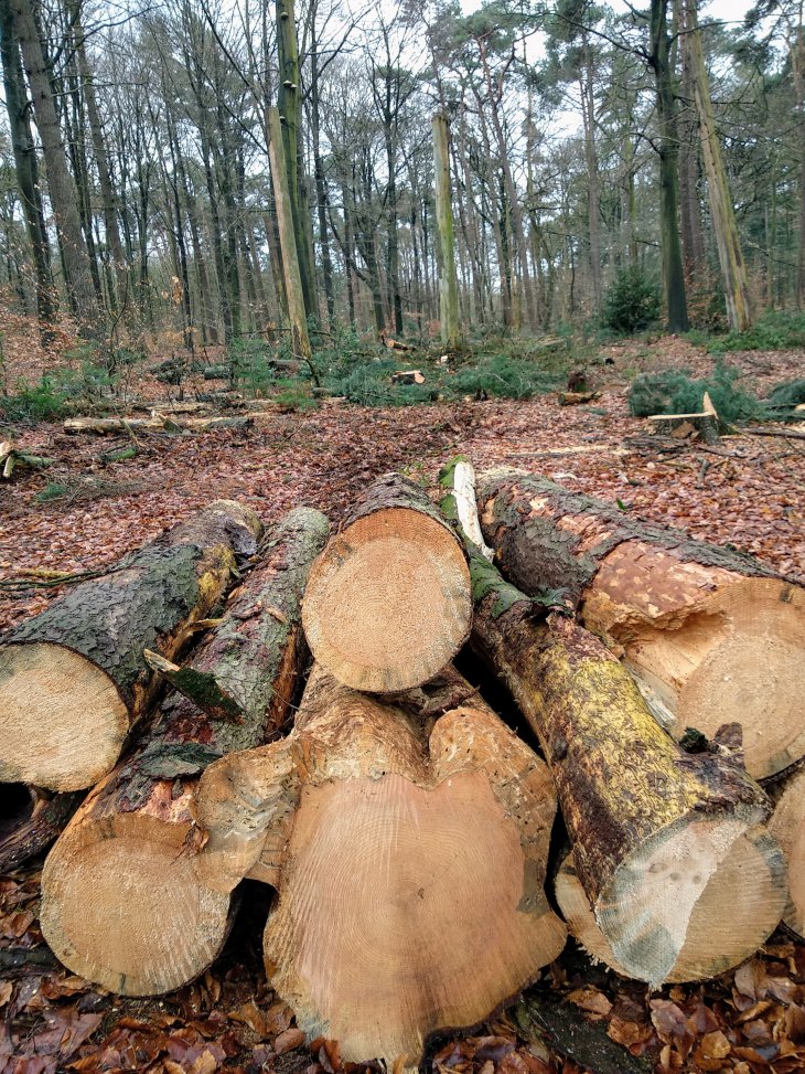 Bomenkap in domein De Inslag.