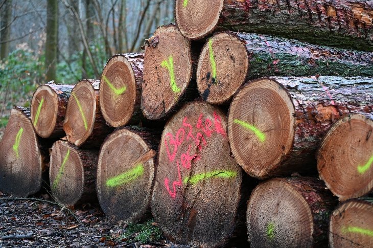 De gekapte bomen in domein De Inslag.