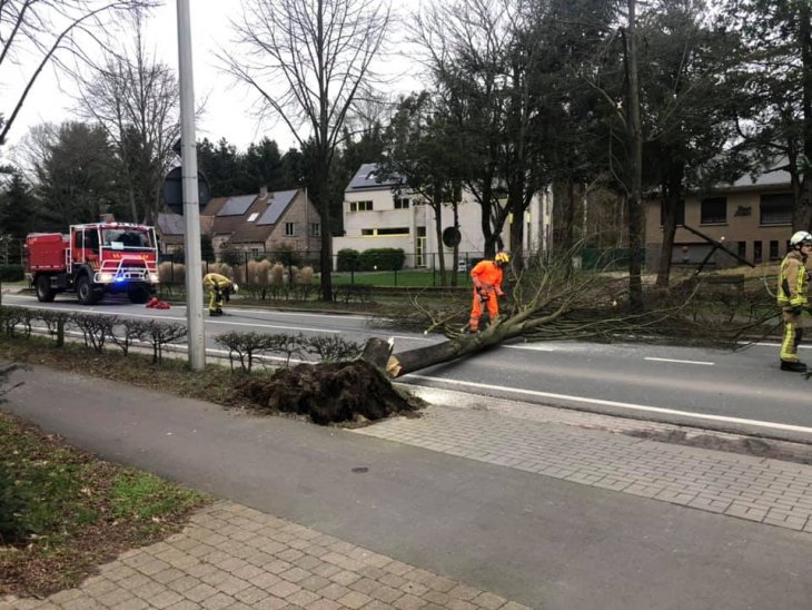 Omgewaaide boom Sint-Jobsesteenweg.