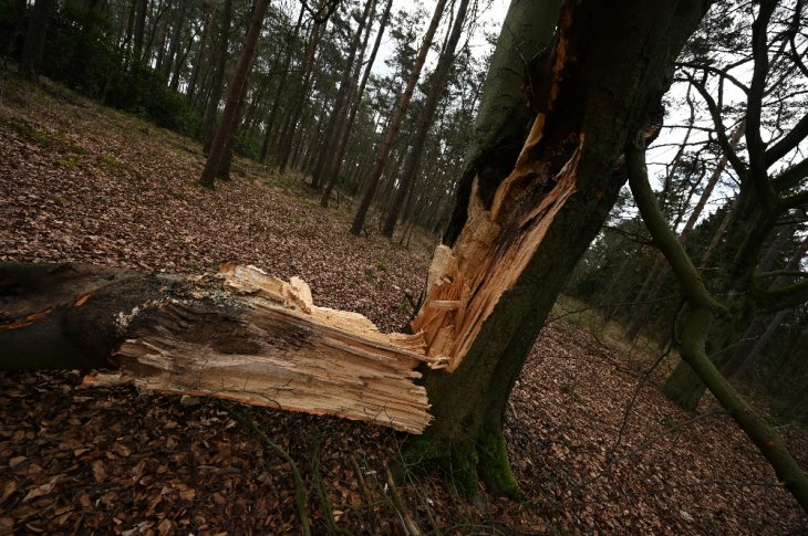 Beschadigde boom in de Miksebaan.