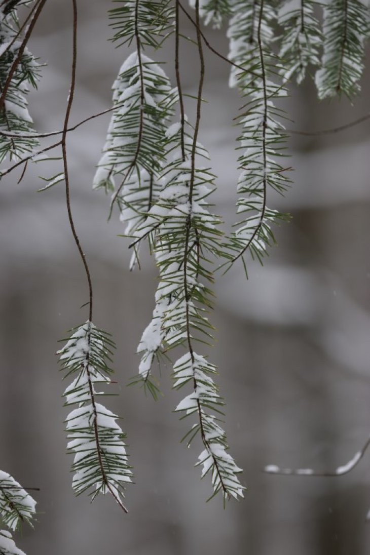 Sneeuw in Maria-ter-Heide.