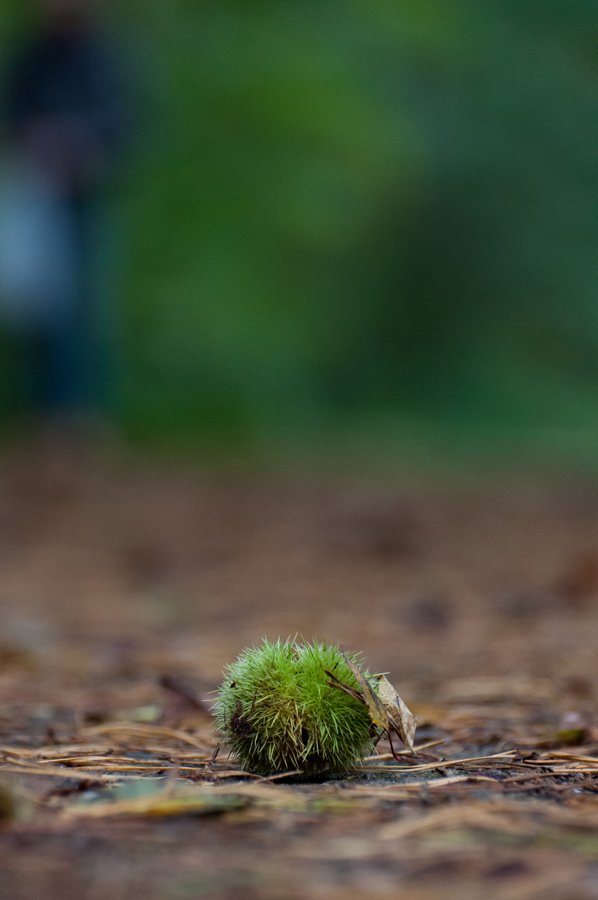 Herfst in Maria-ter-Heide 2019 (12)