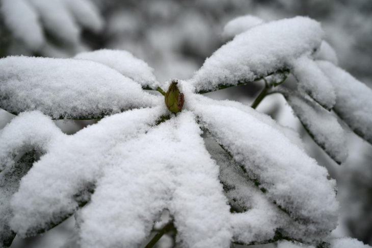 Sneeuw in Maria-ter-Heide