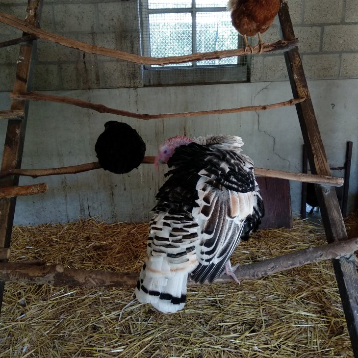 Oogstfeest Kinderboerderij 2019 1 