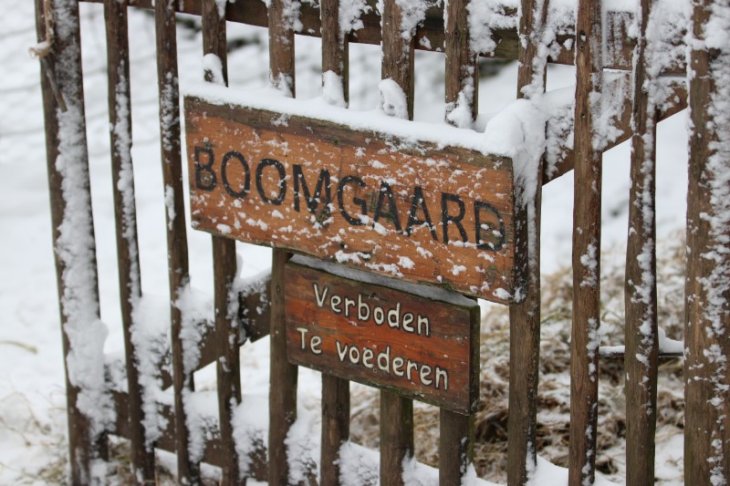 Sneeuw in Maria-ter-Heide (Kinderboerderij Mikerf)