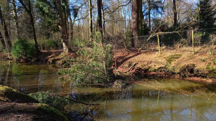 Stormschade Eunice (Park De Mik - Hofgracht)