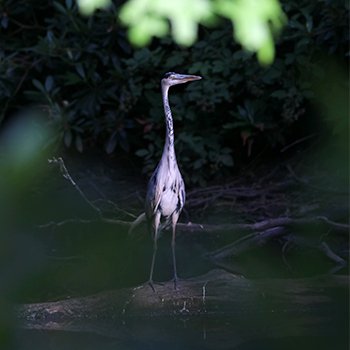 Reiger in park De Mik