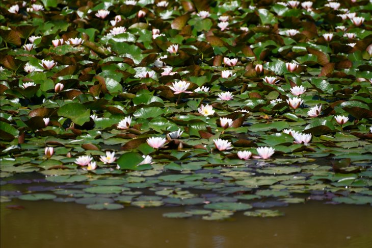 Park De Mik