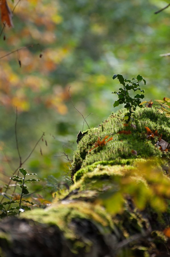 Herfst in Maria-ter-Heide 2019 (1)