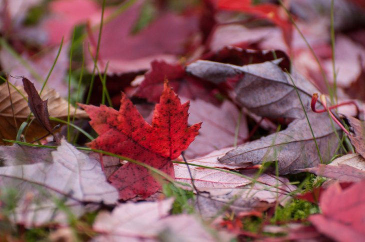 Herfst in Maria-ter-Heide 2019 (3)