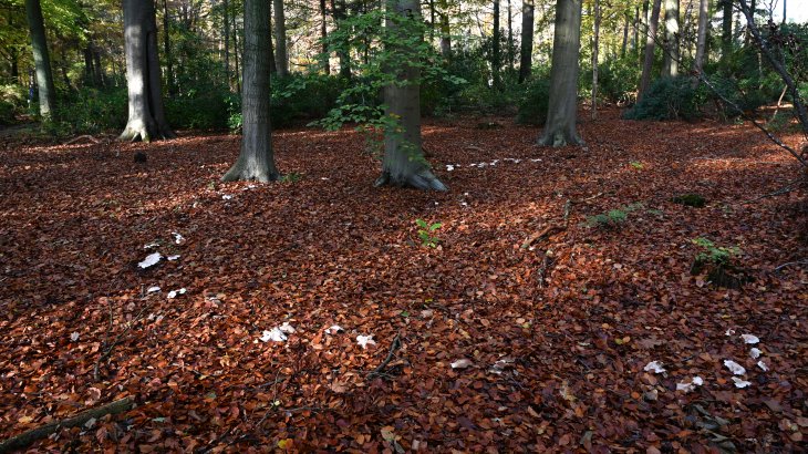 Heksenkring of elfenkring in park De Mik.