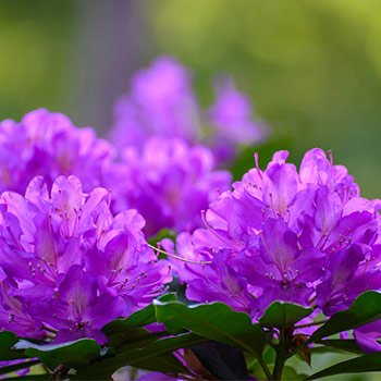 Rhododendron in bloei