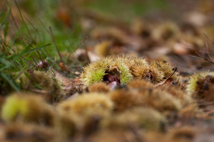 Herfst in Maria-ter-Heide 2019 (21)