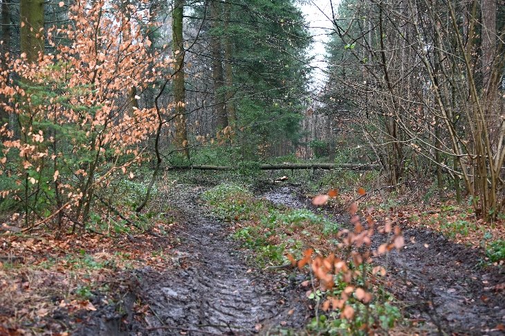 Omgevallen boom in domein De Inslag.