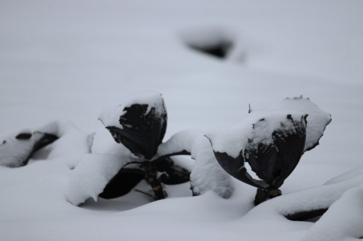 Sneeuw in Maria-ter-Heide (Kinderboerderij Mikerf)