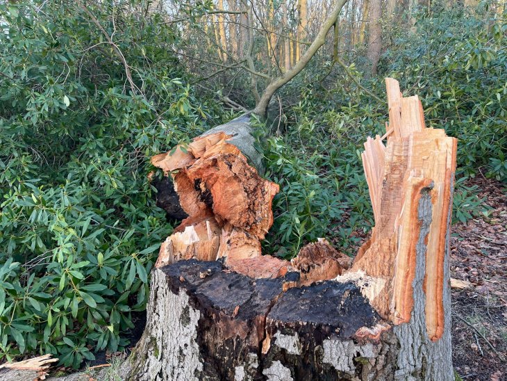 Stormschade Eunice (Park De Mik)