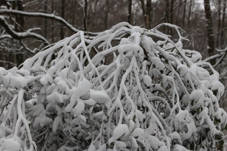 Sneeuw in Maria-ter-Heide.