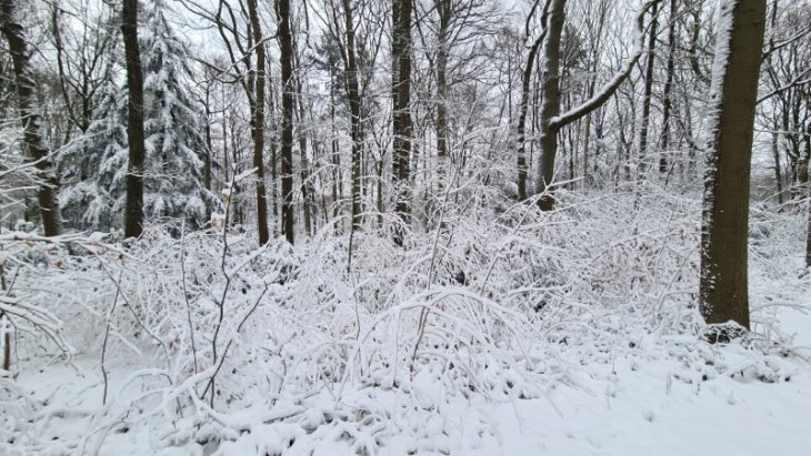 Sneeuw in Maria-ter-Heide.