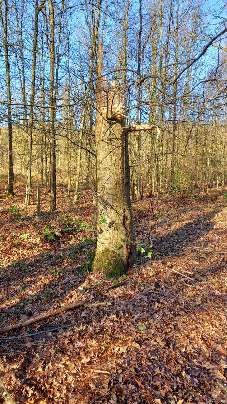 Stormschade Eunice (Kerkedreef - Hofgracht)