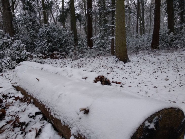 Sneeuw in Maria-ter-Heide