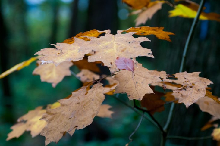 Herfst in Maria-ter-Heide 2019 (9)