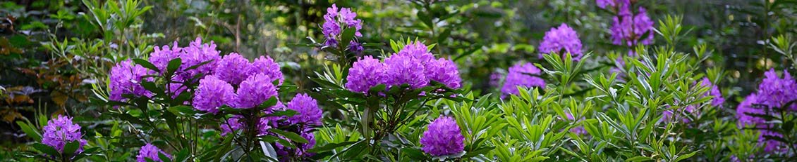 Rhododendron in bloei