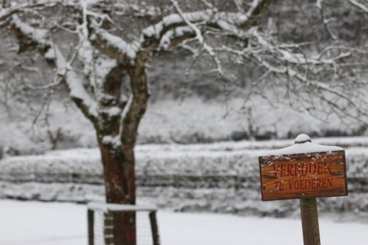 Sneeuw in Maria-ter-Heide (Kinderboerderij Mikerf).