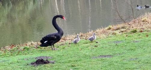 Jonge zwarte zwanen.