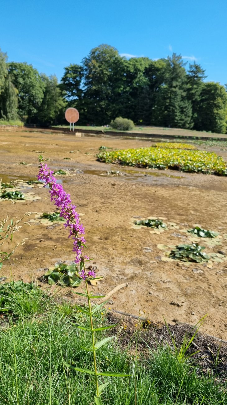 Droge vijver in park De Mik (6)