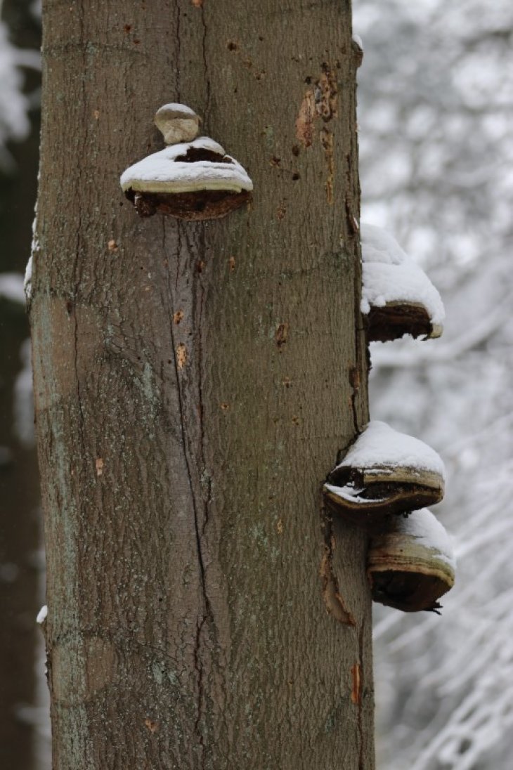 Sneeuw in Maria-ter-Heide.