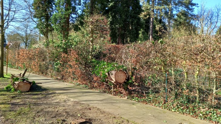 Stormschade Eunice (Bevrijdingslei)