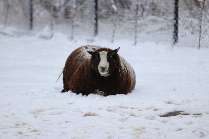 Sneeuw in Maria-ter-Heide (Kinderboerderij Mikerf).