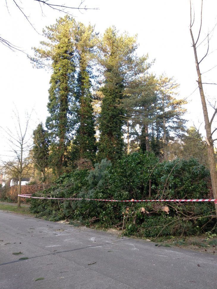 Stormschade door storm Eunice in de Bossaersstraat.