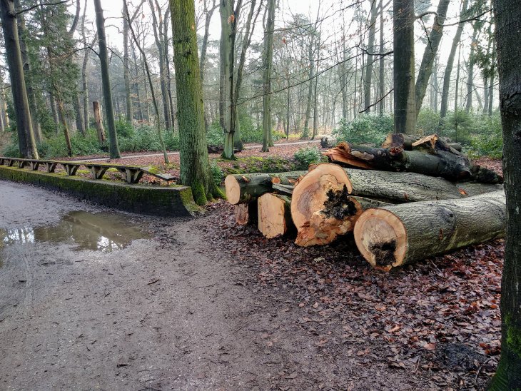 Bomenkap in park De Mik.