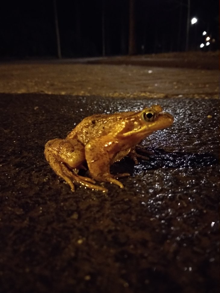 Overstekende kikker in de Kerkedreef.