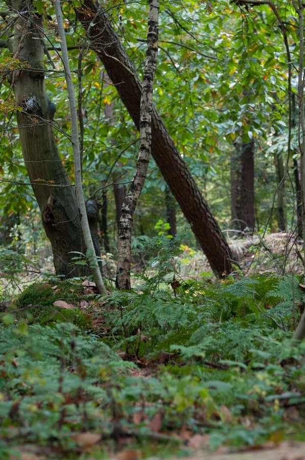 Herfst in Maria-ter-Heide 2019 (17)